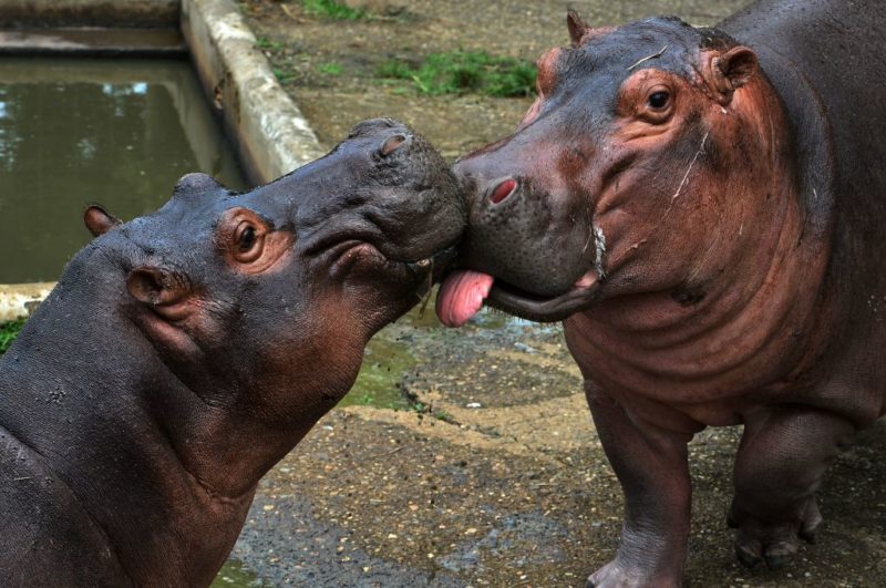 Two hippopotamuses touching snouts