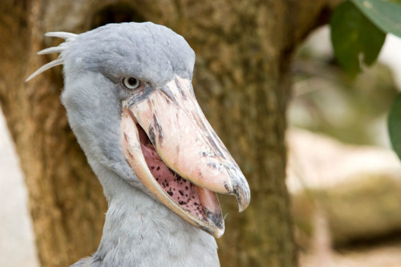 Shoebill with its beak partially open