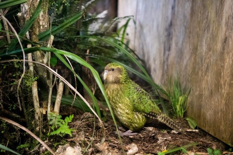 Kākāpō sitting on the ground, behind a tree