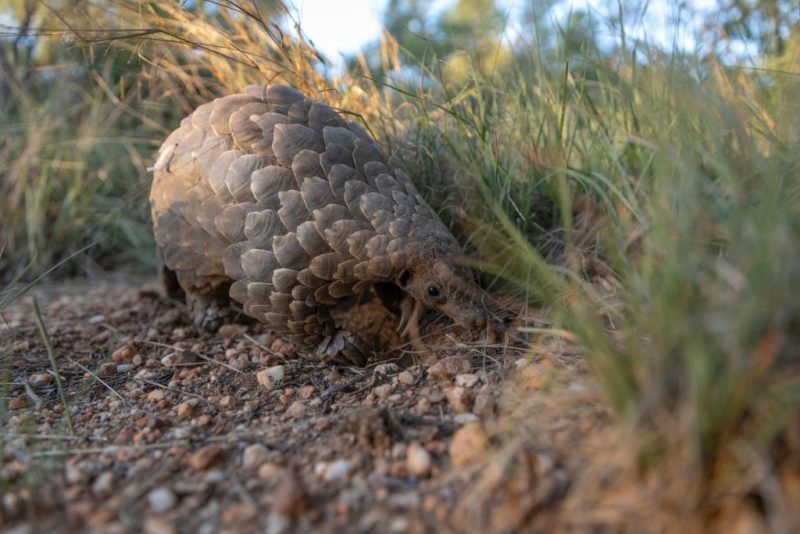 Stevie, the Pangolin, walking through grass