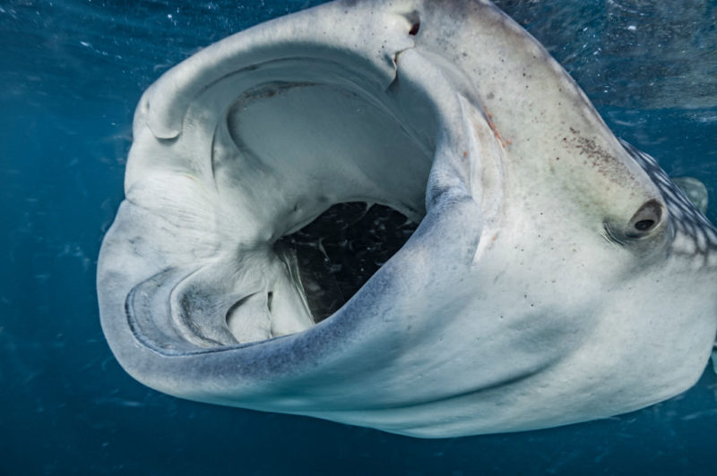 Whale shark swimming with its mouth open