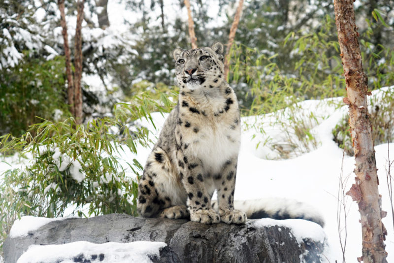 Snow leopard sitting on a rock