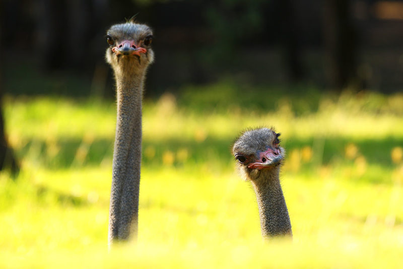 Two ostriches sticking their necks out of tall grass