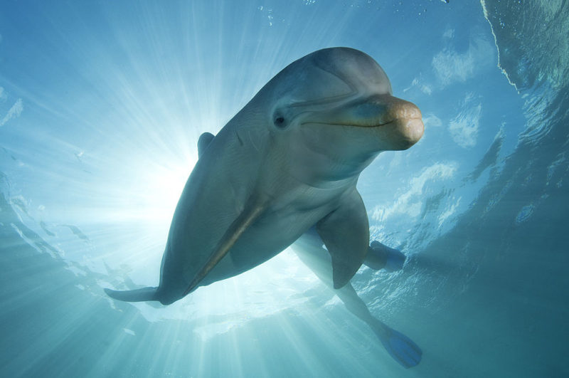 Diver swimming above a dolphin