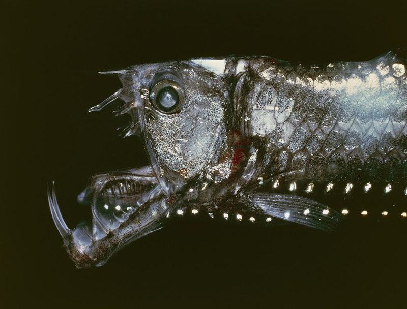 Viperfish with its mouth open