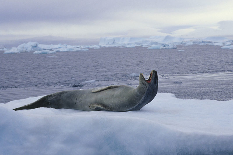 Leopard seal lying on ice in the middle of the ocean