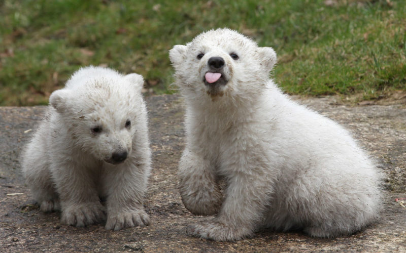 Two polar bear cubs sitting outside