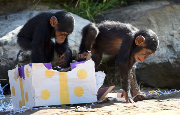 Two young chimpanzees playing with the contents of a box