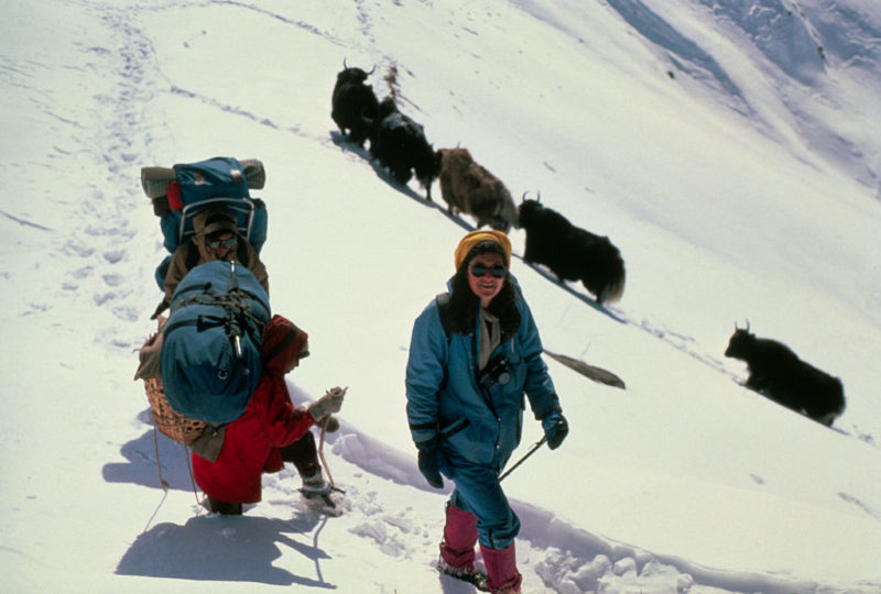 Two backpackers walking in the snow by a herd of yaks