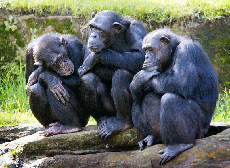 Three chimpanzees sitting on a large rock