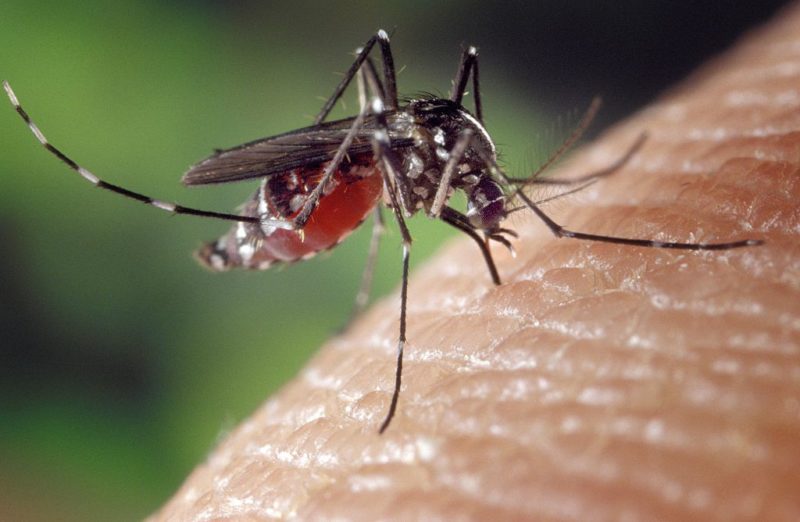 Mosquito sucking a person's blood