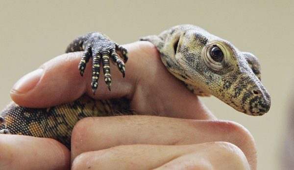 Komodo dragon climbing through someone's hands