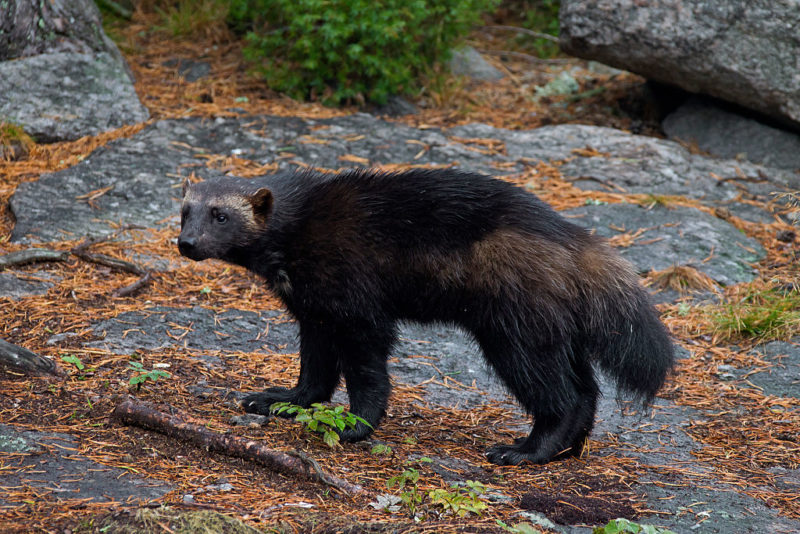 Wolverine standing on a large rock