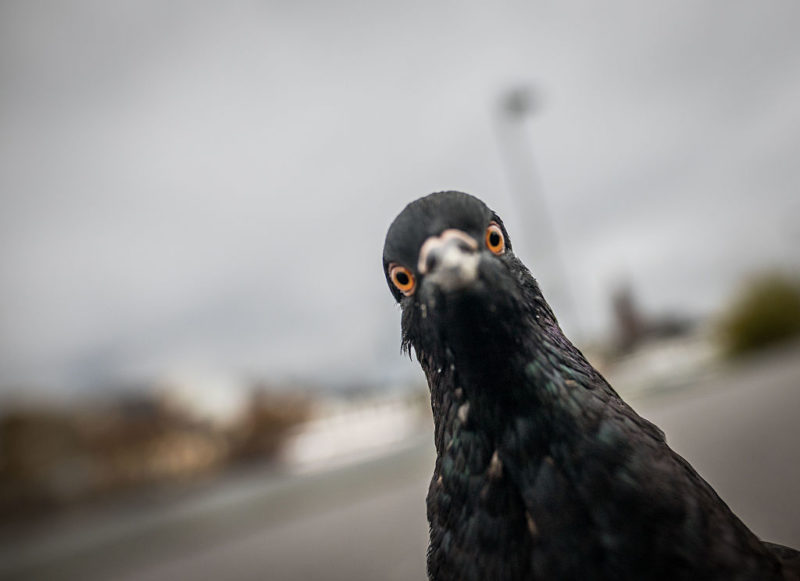 Pigeon staring directly into the camera