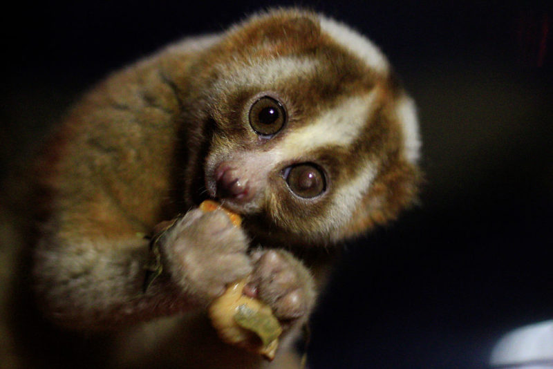 Slow loris eating a piece of fruit