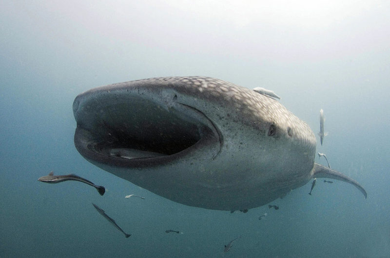 Whale shark swimming with its mouth open