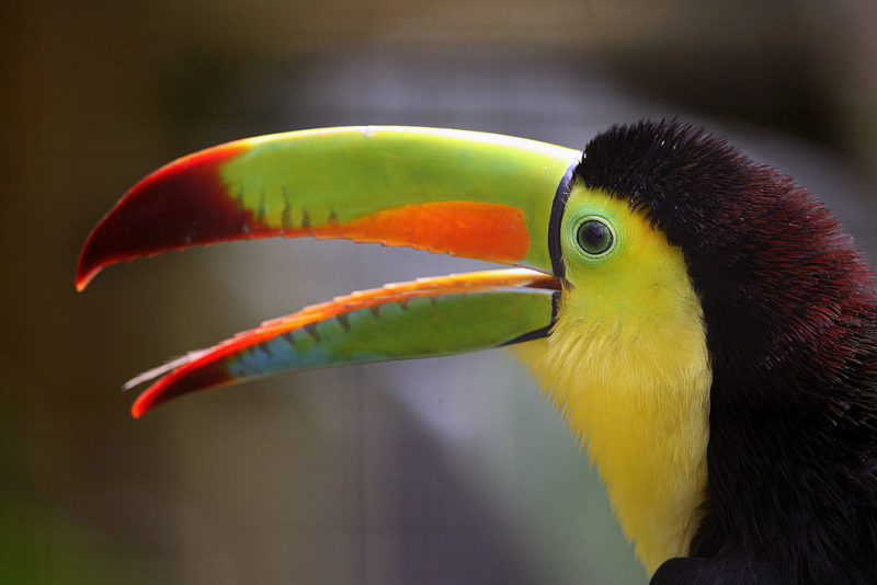 Toucan with its beak open