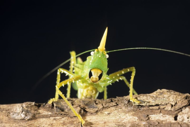 Katydid standing on a piece of bark