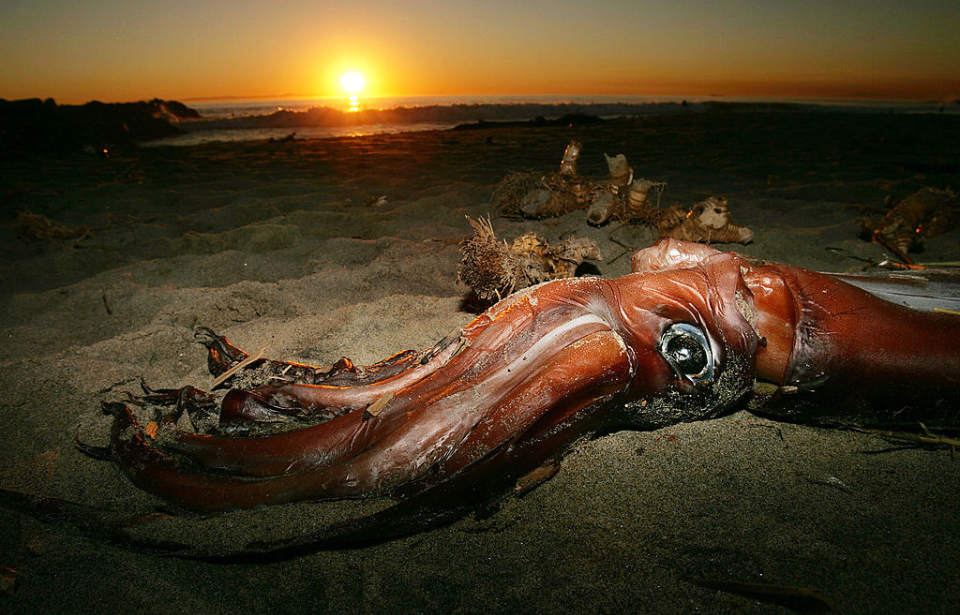 Giant squid washed ashore on a beach