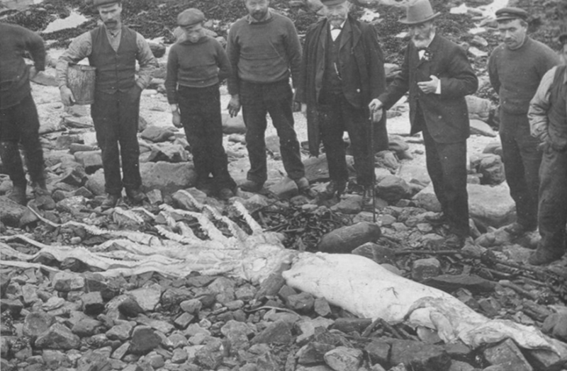 Group of men standing around a deceased giant squid lying on rocks