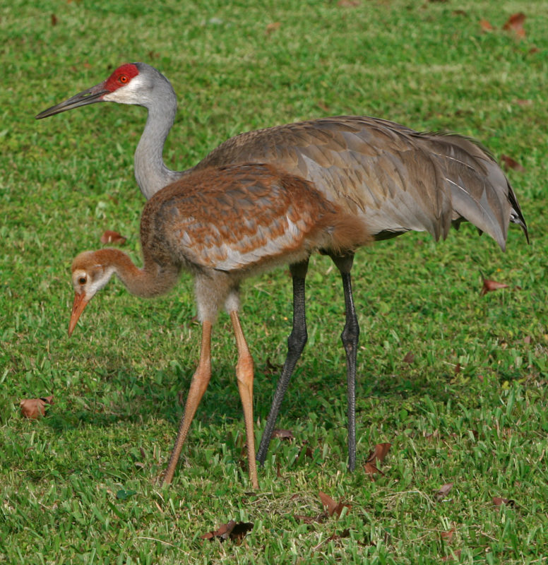 Elder sandhill crane standing with a juvenille