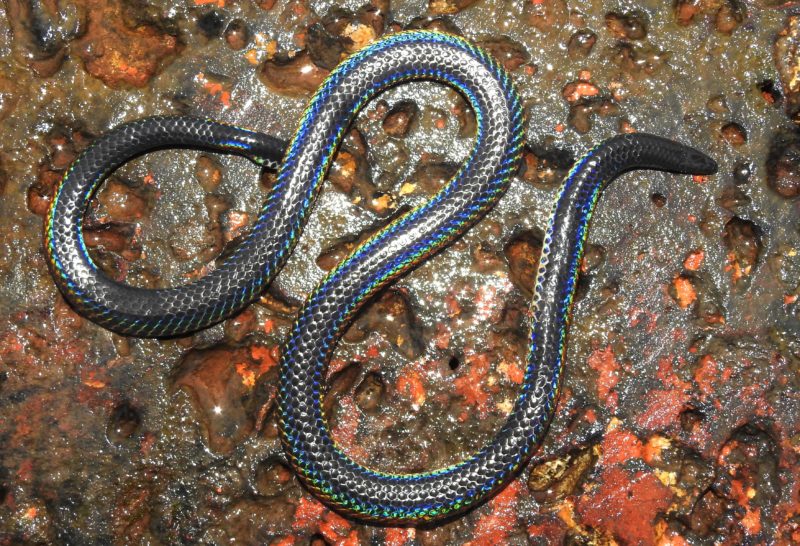 Khaire's black shieldtail sitting on rock