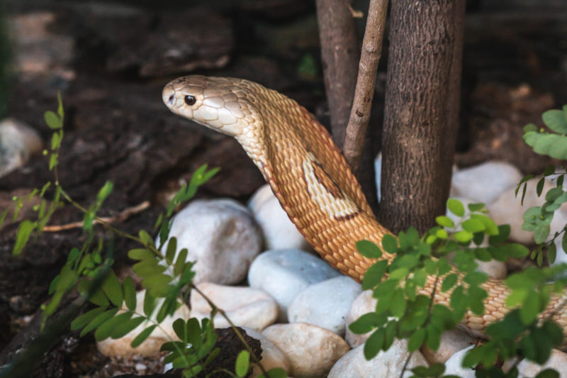 Monocled cobra slithering over small stones