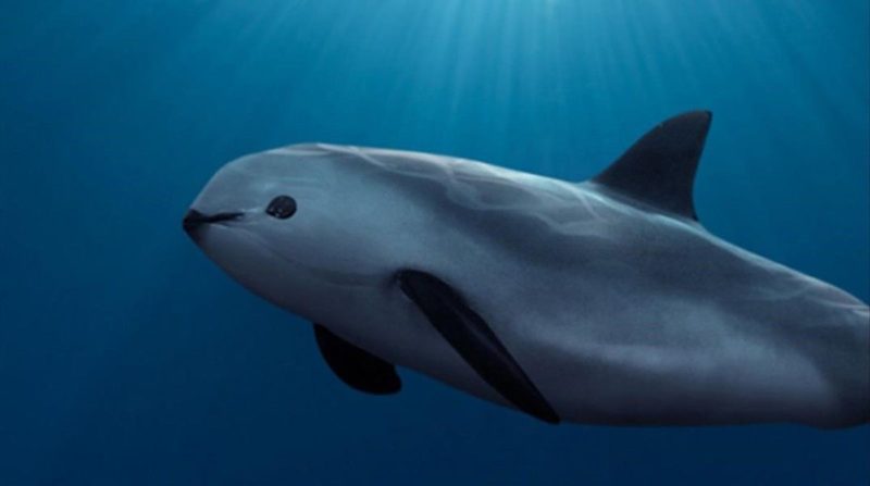 A vaquita swimming underwater