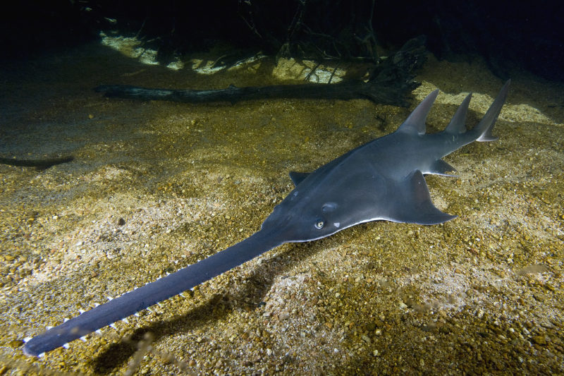 A largetooth sawfish swimming above the seafloor