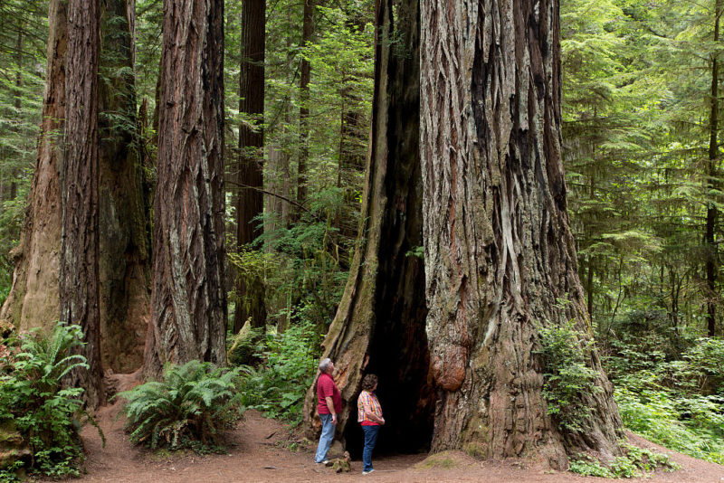 Male and female standing at the base of a redwood tree