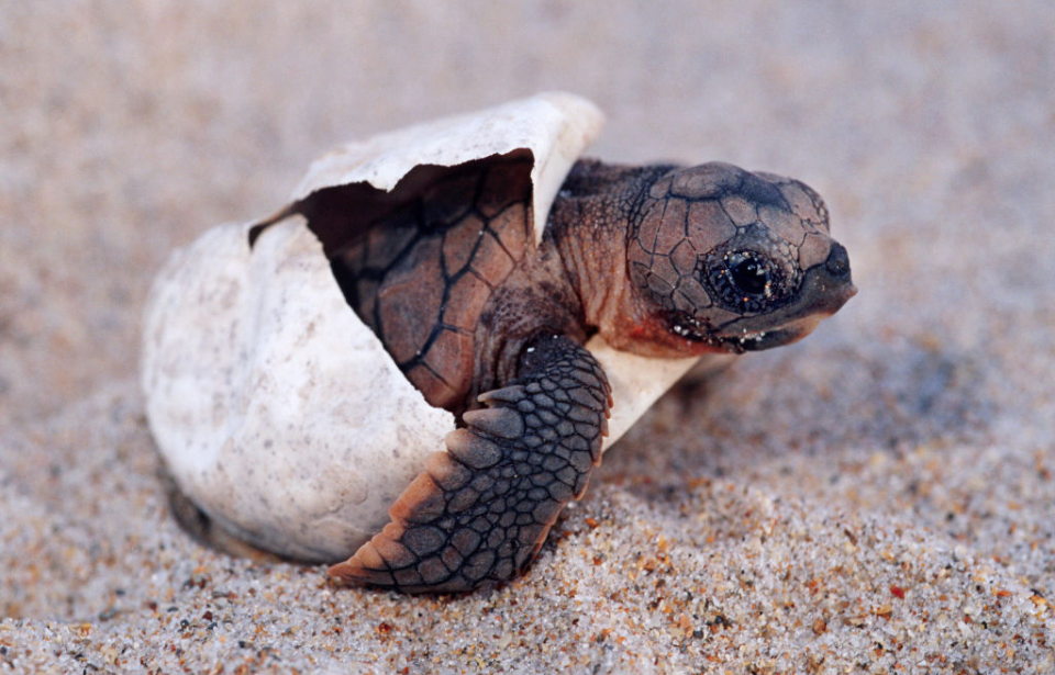 Baby sea turtle hatching from an egg
