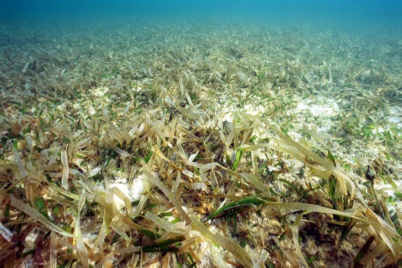 Tape seagrass along the ocean floor