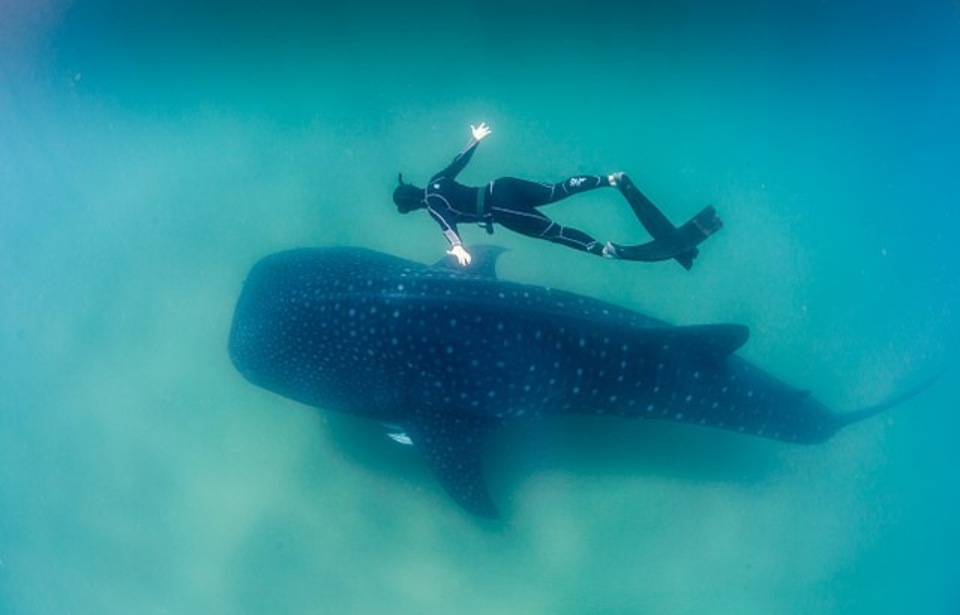 Diver swimming above a whale shark