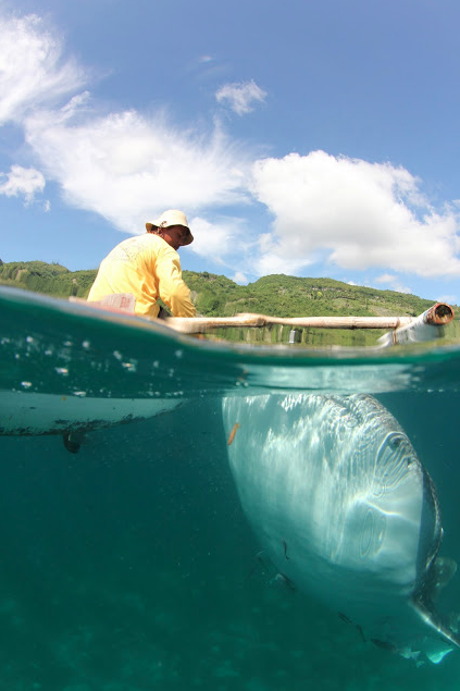 Whale sharks swimming beneath a boat being navigated by a man