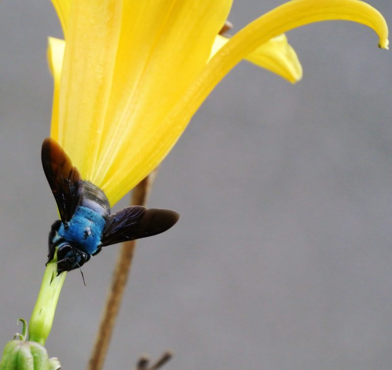 Blue carpenter bee sitting on the stem of a yellow lily