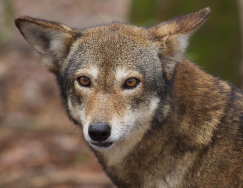 American Red Wolf with its ear's slightly lowered
