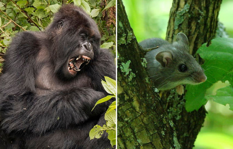 Gorilla with its mouse open + Deer mouse sitting in a tree