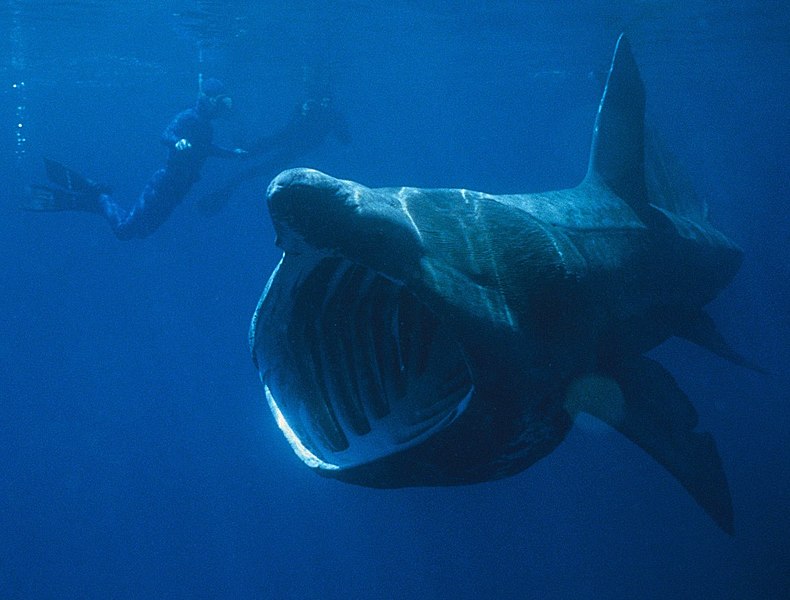 Two divers swimming beside a basking shark while it's filter feeding