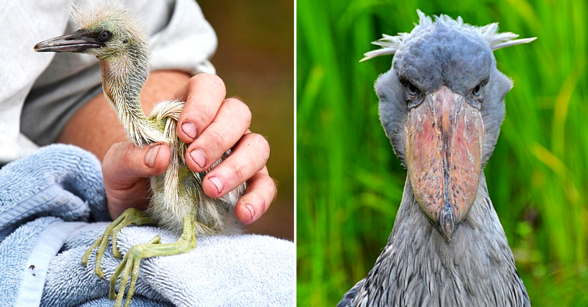 Terrifying Birds That Look Just Like The Dinosaurs They're Descended From