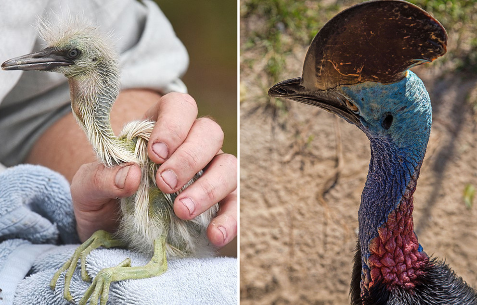 Hand holding a great blue heron chick + Cassowary looking sideways