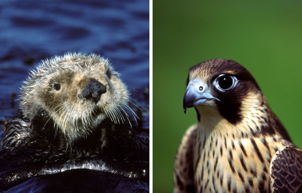 Sea otter floating on its back in the water + Peregrine falcon staring into the distance