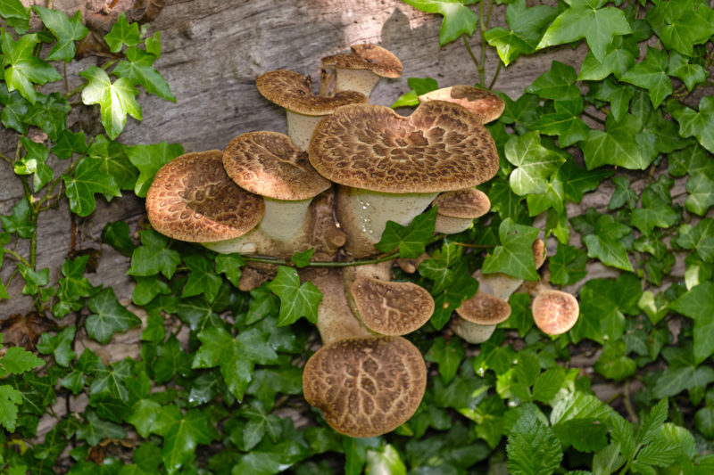 Dryad's Saddle mushrooms surrounded by ivy