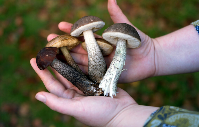 Individual holding a handful of mushrooms