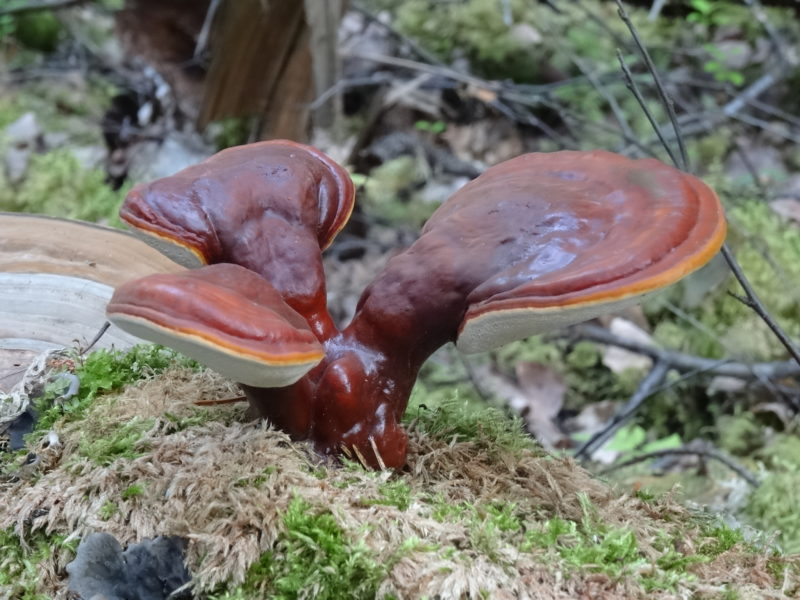 Reishi mushroom growing through moss