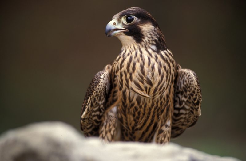 Peregrine falcon sitting on a tree branch