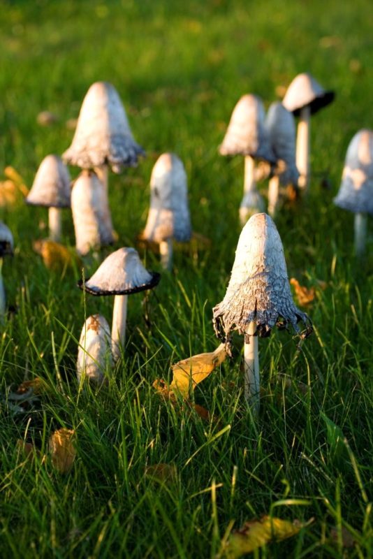 Shaggy Mane mushrooms poking out through the grass