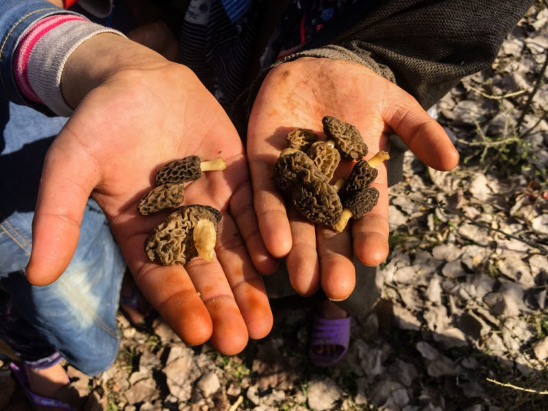 Child holding True Morels