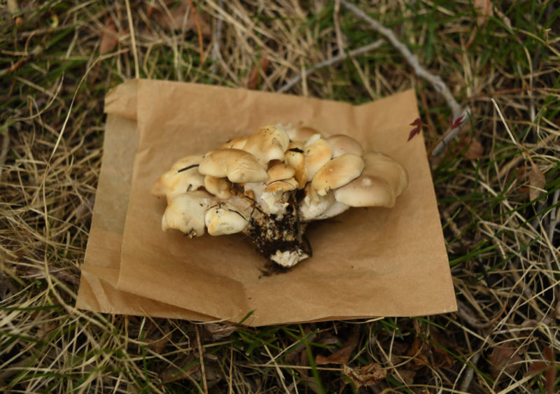 Oyster mushrooms placed on a brown paper bag