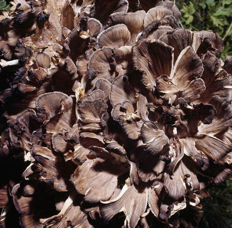 Close-up of Maitake mushrooms