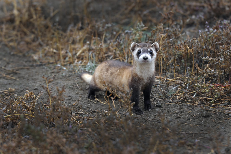 Black-footed ferret standing on a muddy trail